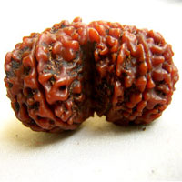 guri shankar rudraksha